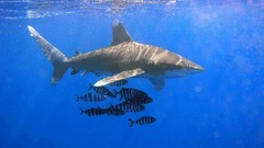 Fish Sharks Whitetip Shark