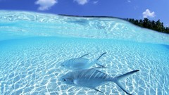 Fish tropical skies split-view