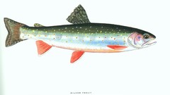 Fish trout