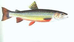 Fish trout