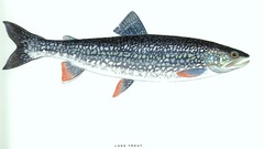 Fish trout