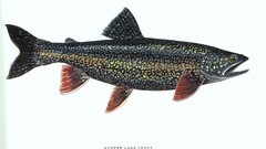 Fish trout