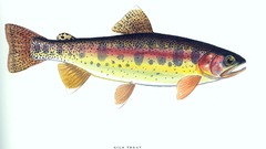 Fish trout