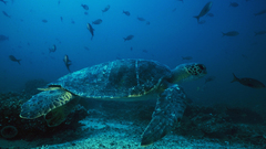Fish turtles coral underwater