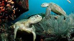 Fish turtles sea turtles