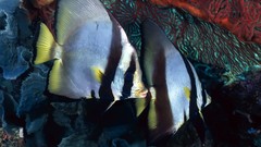 Fish underwater angelfish