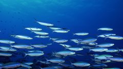 Fish underwater Aquarium and