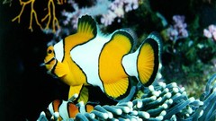 Fish underwater aquatic