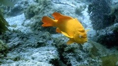 Fish underwater aquatic