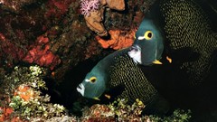 Fish underwater aquatic