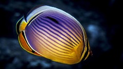 Fish underwater Butterfly fish