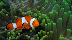 Fish underwater clownfish