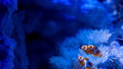 Fish underwater clownfish sealife