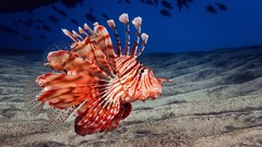 Fish underwater lionfish