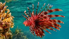 Fish underwater lionfish