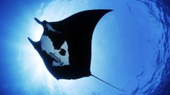 Fish underwater manta ray