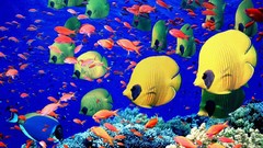 Fish underwater Sea