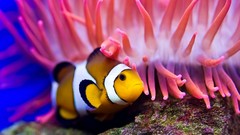 Fish underwater sea anemones clownfish