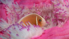 Fish underwater sealife