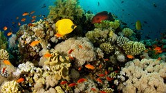 Fish underwater sealife coral reef