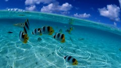 Fish underwater split-view