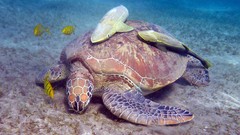 Fish underwater turtles