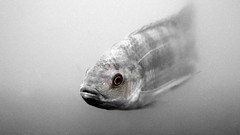 Fish underwater wildlife selective coloring