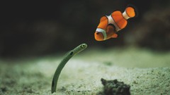 Fish worms Nemo underwater clownfish