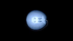 Fish X-ray skeletons stingray
