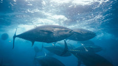 Fisheries major high