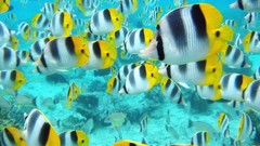 Fishes high quality Aquarium