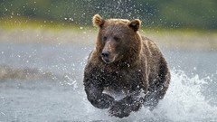 Fishing Alaska national park brown bears