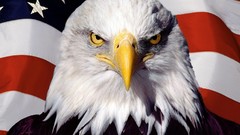 Flags Redneck USA creativity Patriotic bald eagles