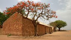 Flame tree Mali high
