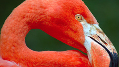 Flamingo beautiful Birds royal