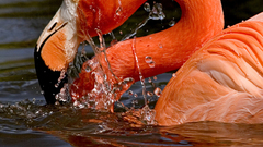 Flamingo beautiful-birds royal-birds flamenco