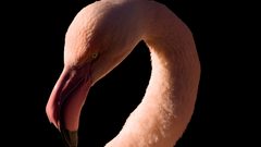 Flamingo bird