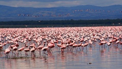 Flamingos