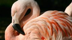 Flamingos