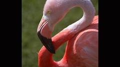 Flamingos