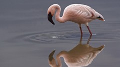 Flamingos