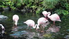 Flamingos