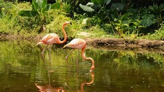 flamingos Animals Birds water nature