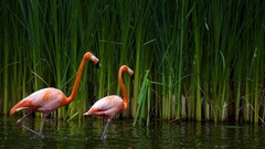 flamingos water Plants Birds Animals
