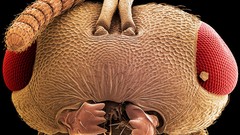 Flies microscopic