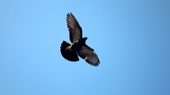 Flight Animals Birds doves