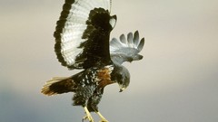 Flight Animals Birds jackal buzzard