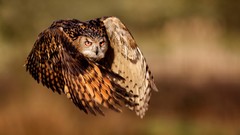Flight Animals Birds Owls