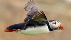 Flight Animals Birds puffin atlantic puffin