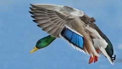 Flight Animals Canada Toronto drake mallard